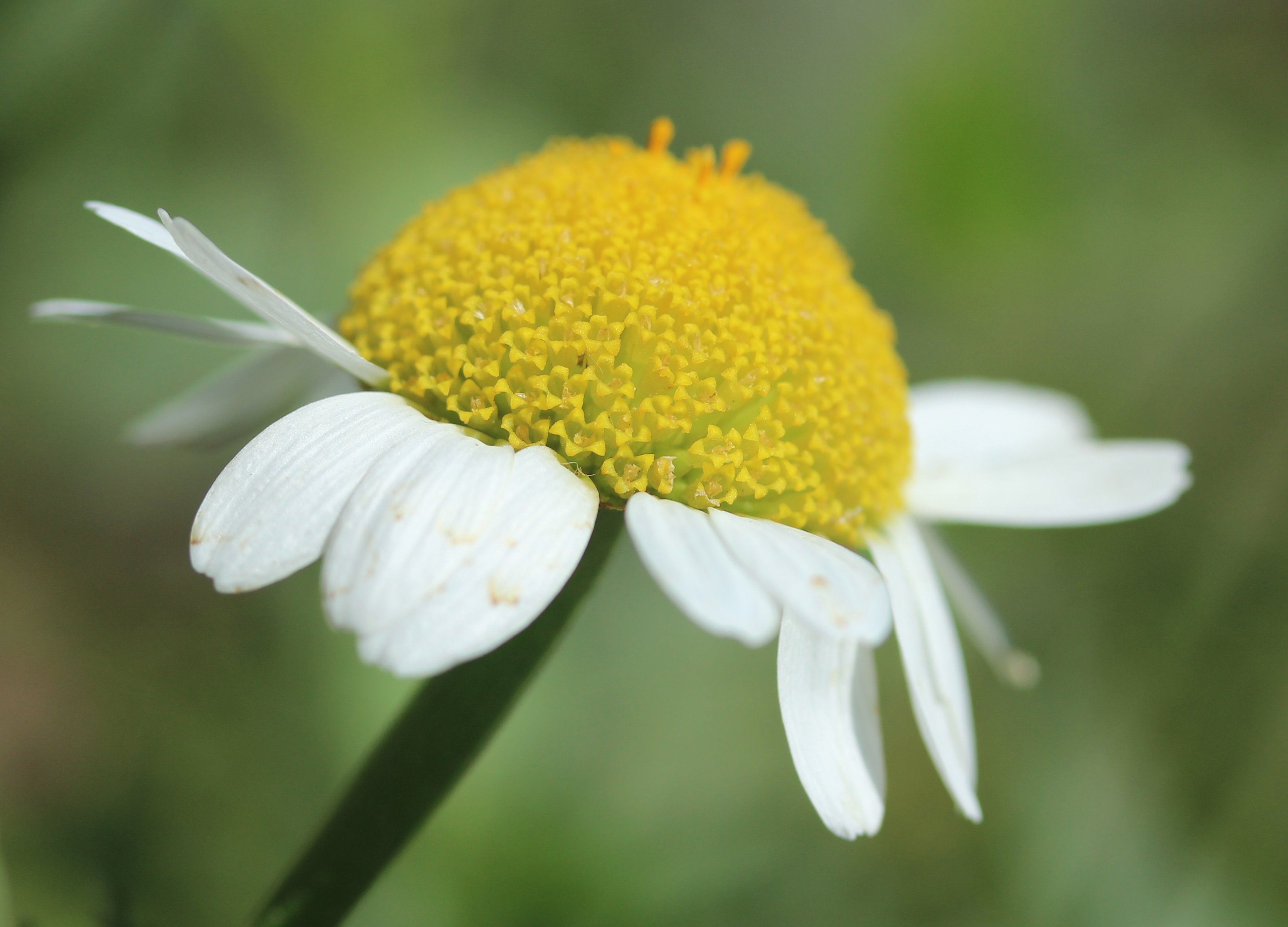 anthemis altissima