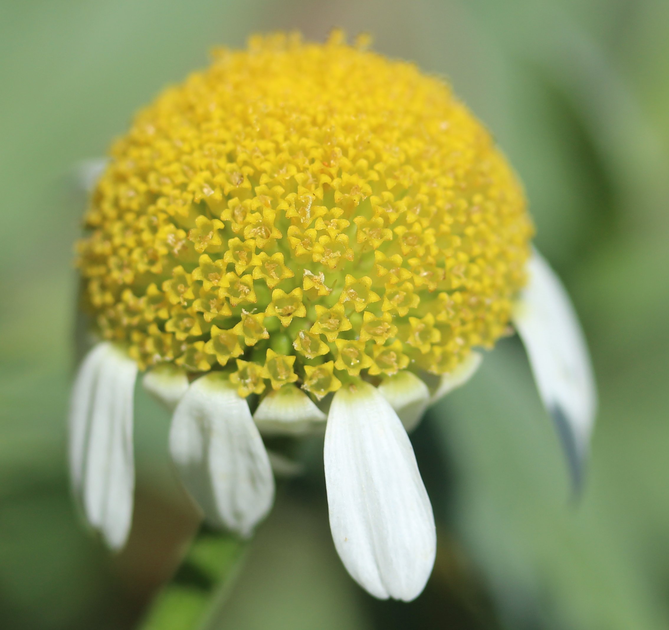 anthemis altissima