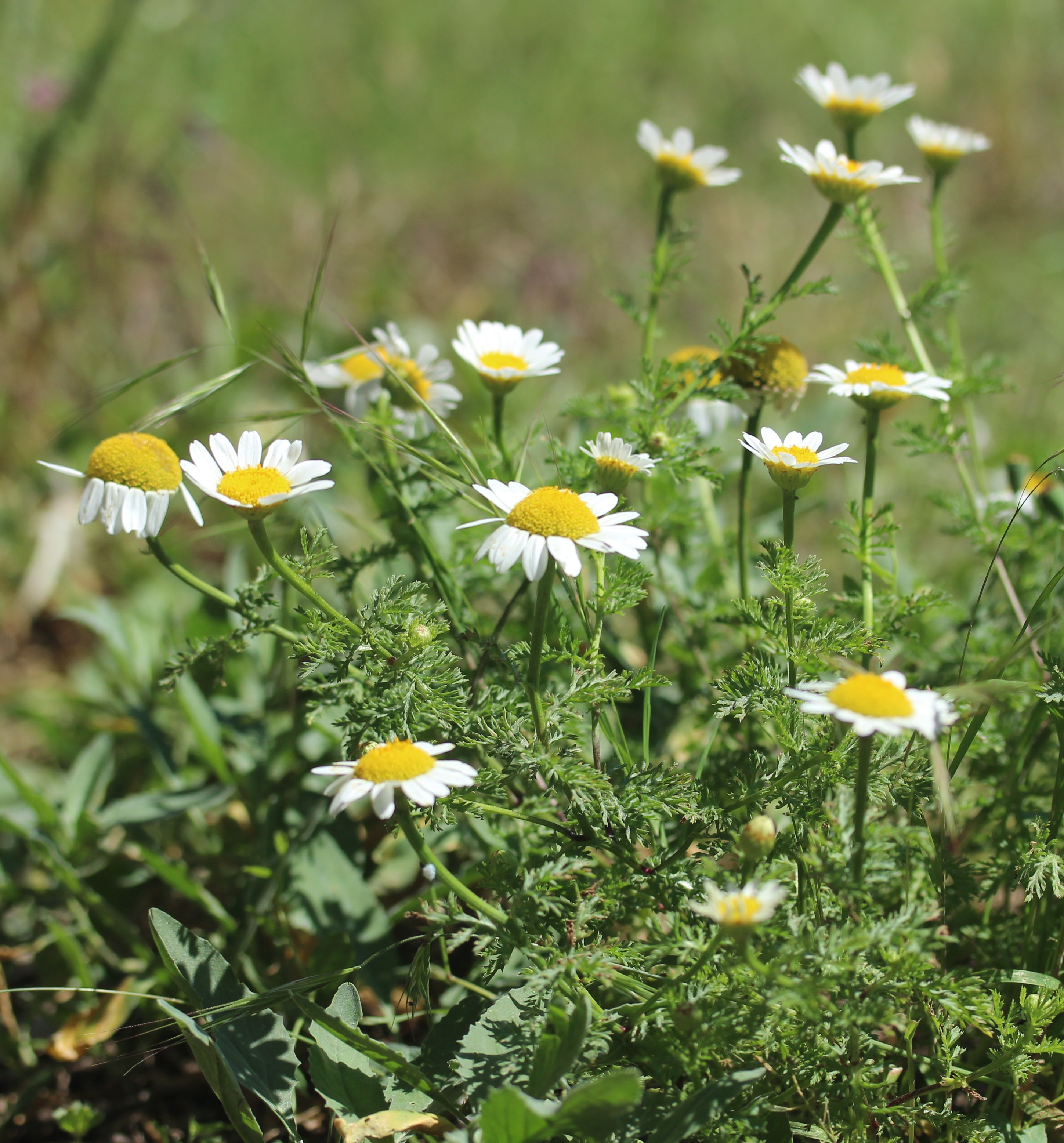 anthemis altissima