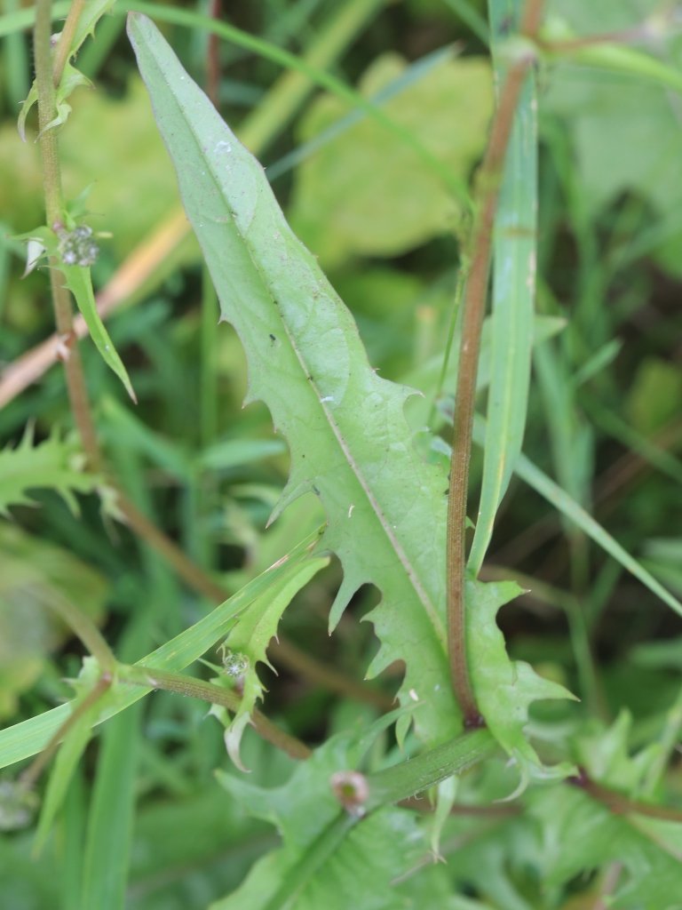crepis capillaris