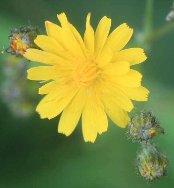 crepis capillaris