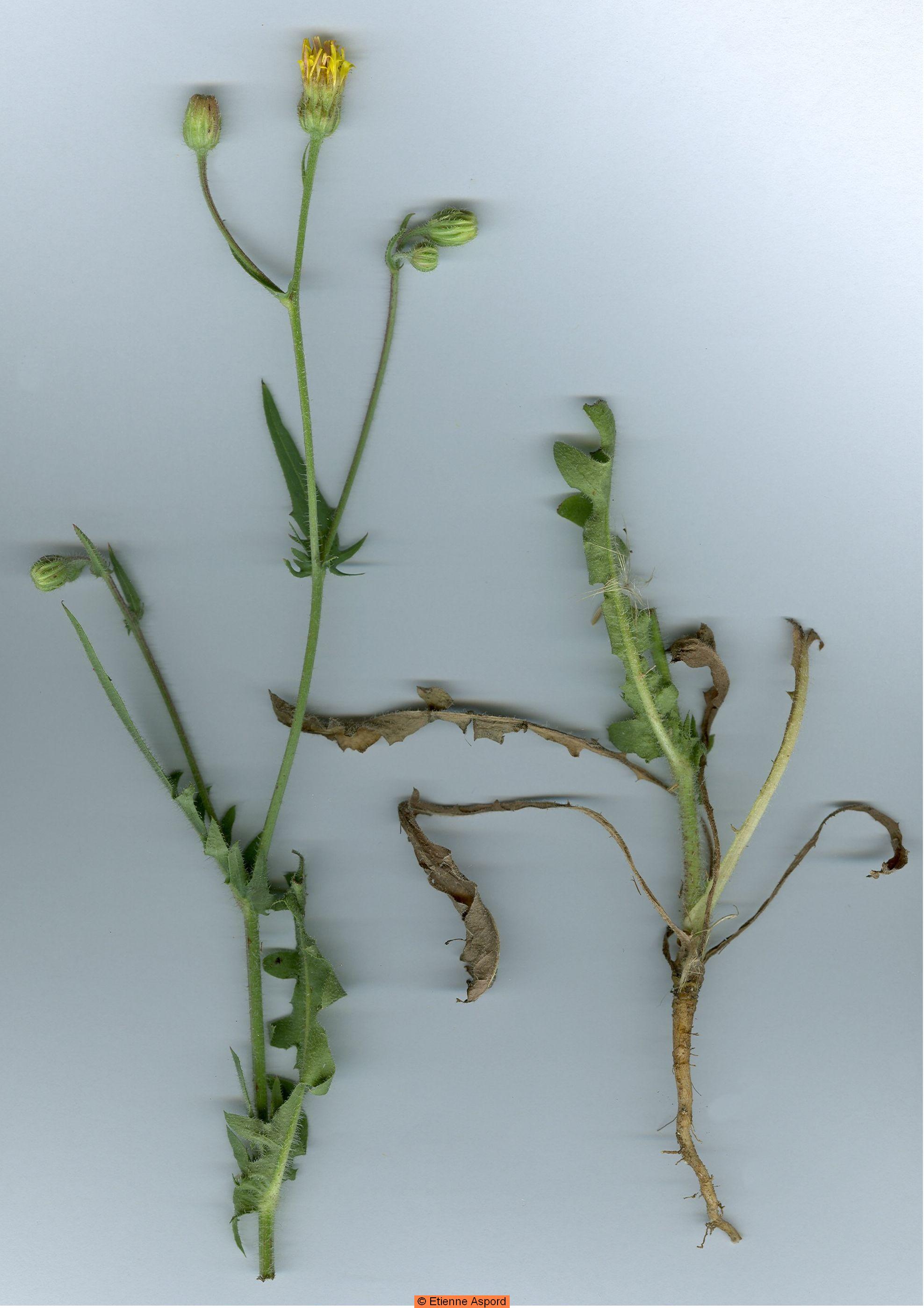 crepis foetida