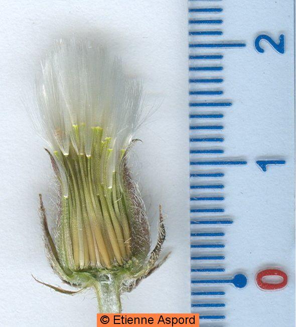 crepis foetida
