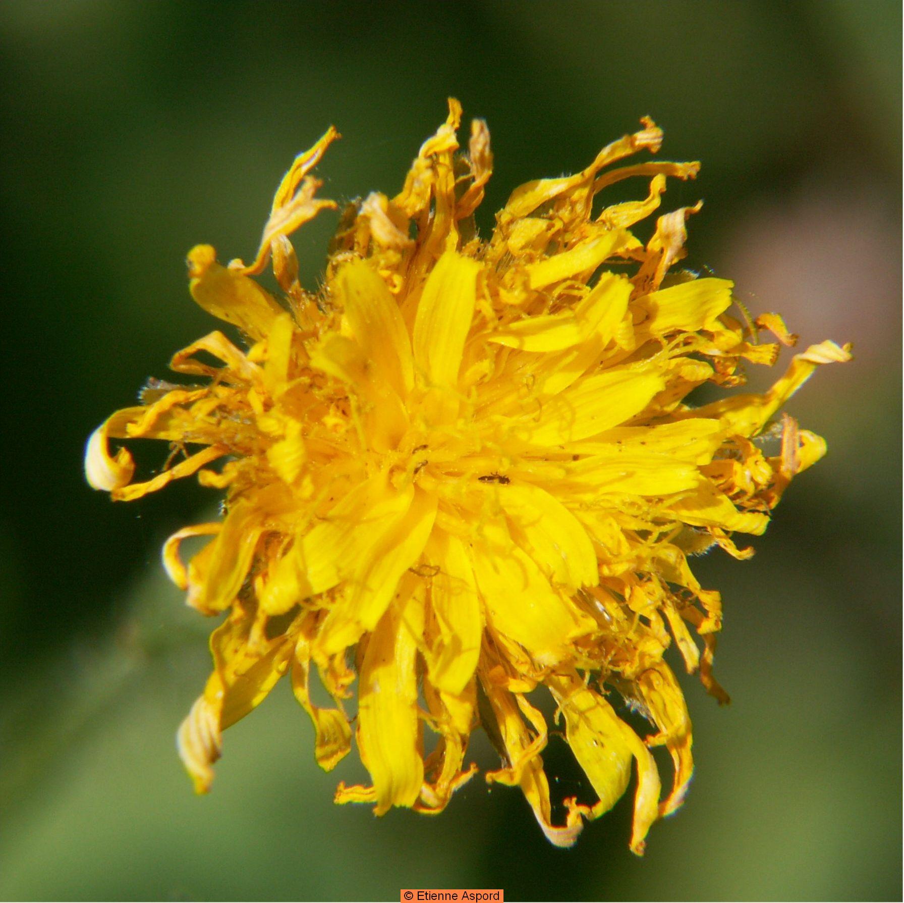 crepis foetida