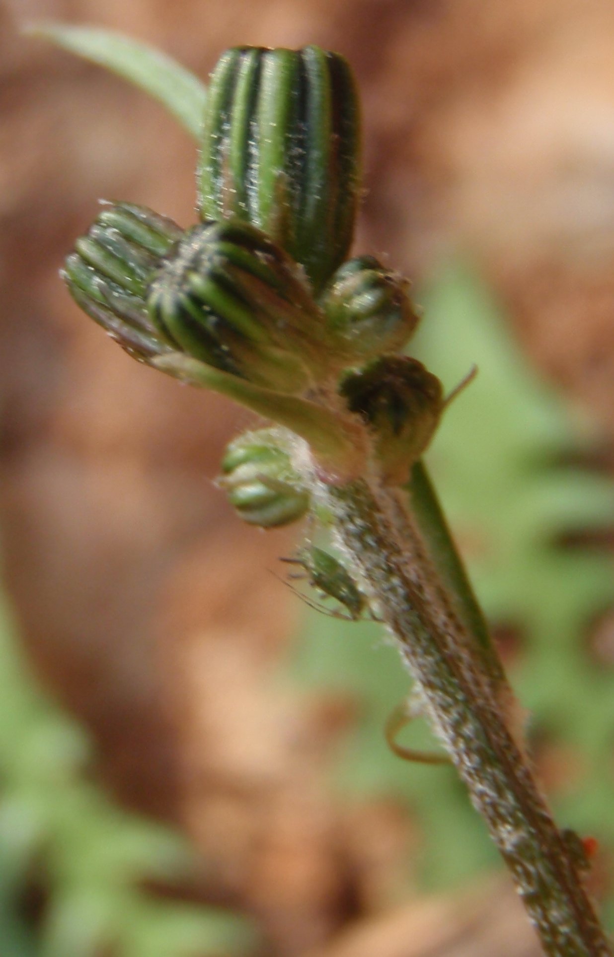 crepis leontodontoides