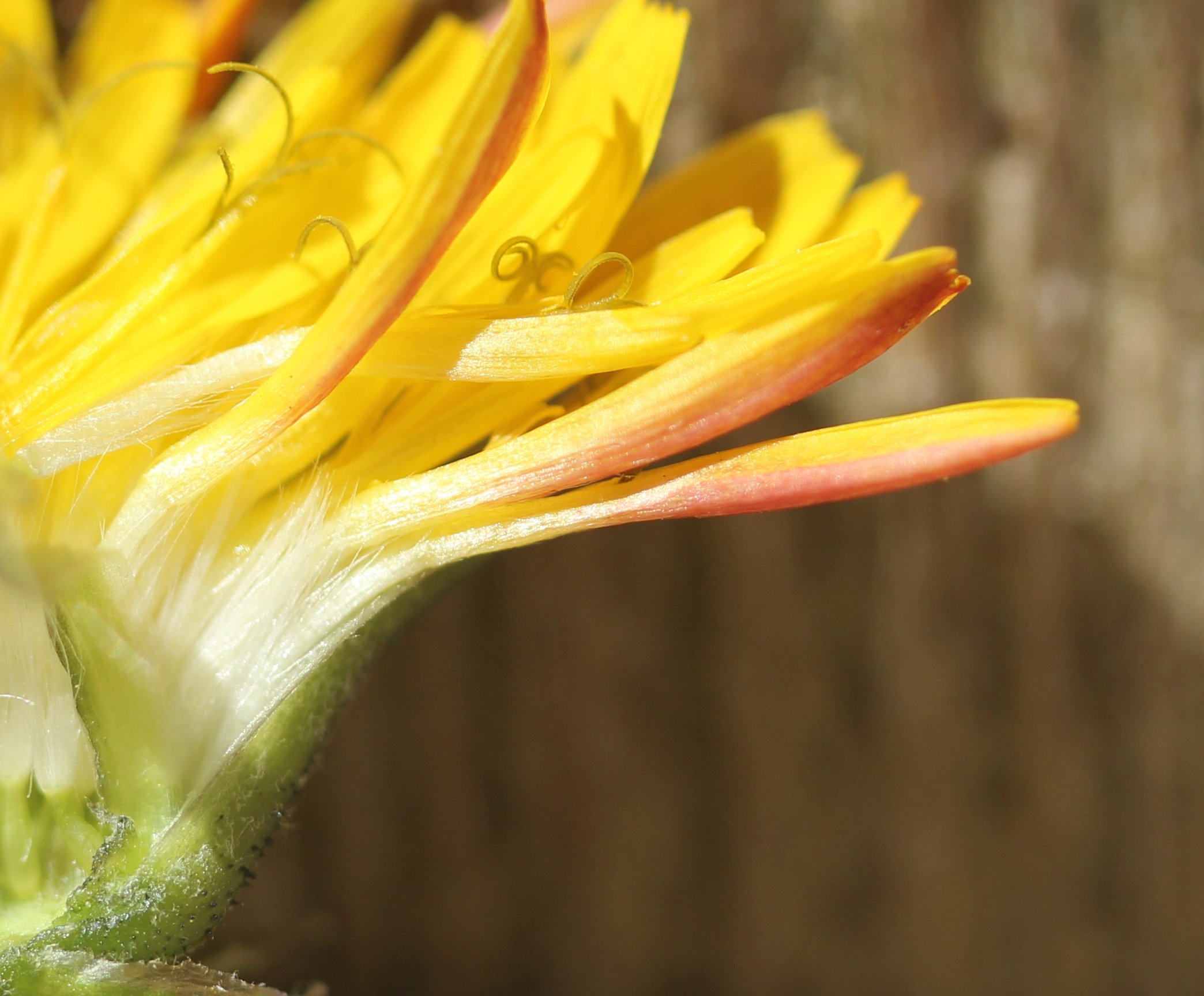crepis sancta