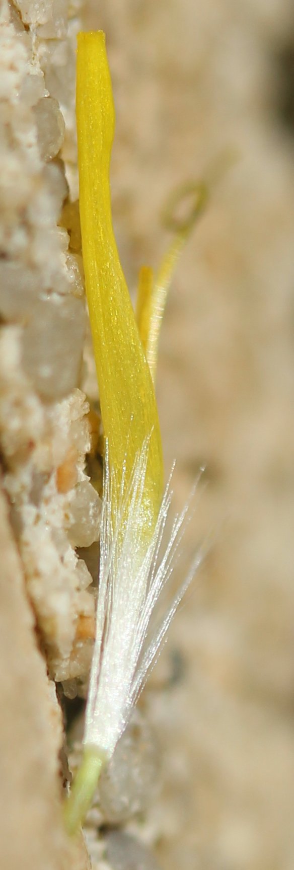 crepis sancta