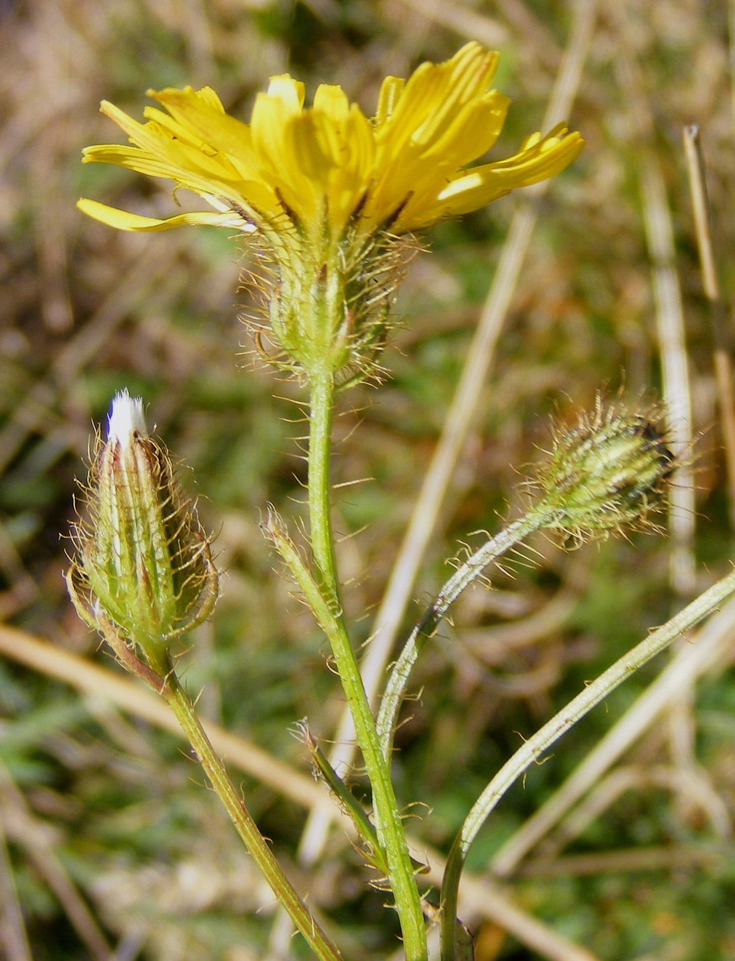 crepis setosa