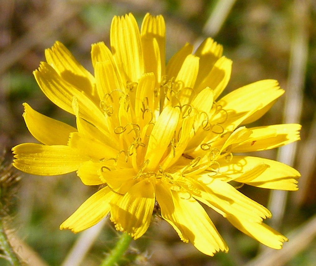 crepis setosa
