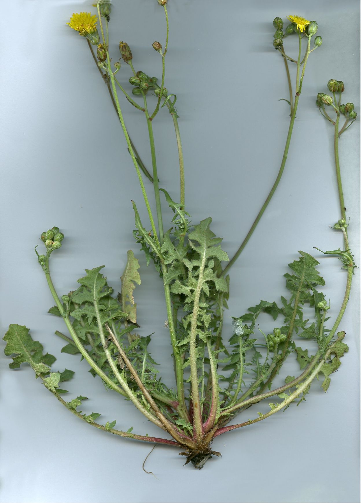 crepis vesicaria