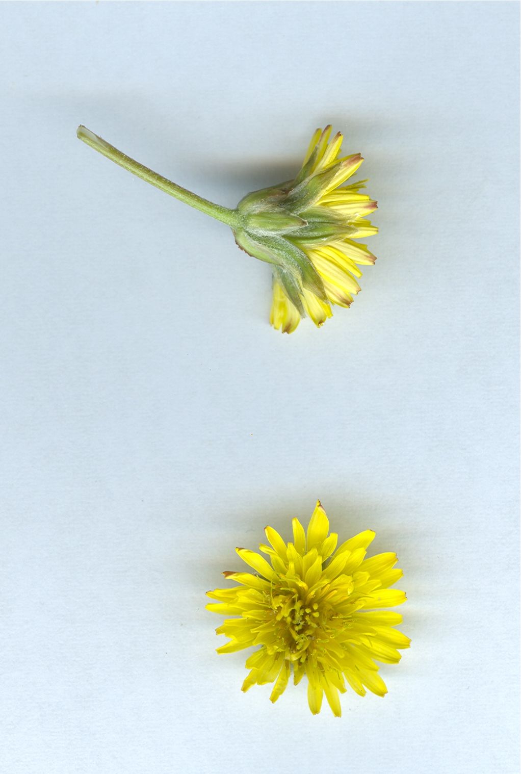 crepis vesicaria