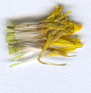 crepis vesicaria