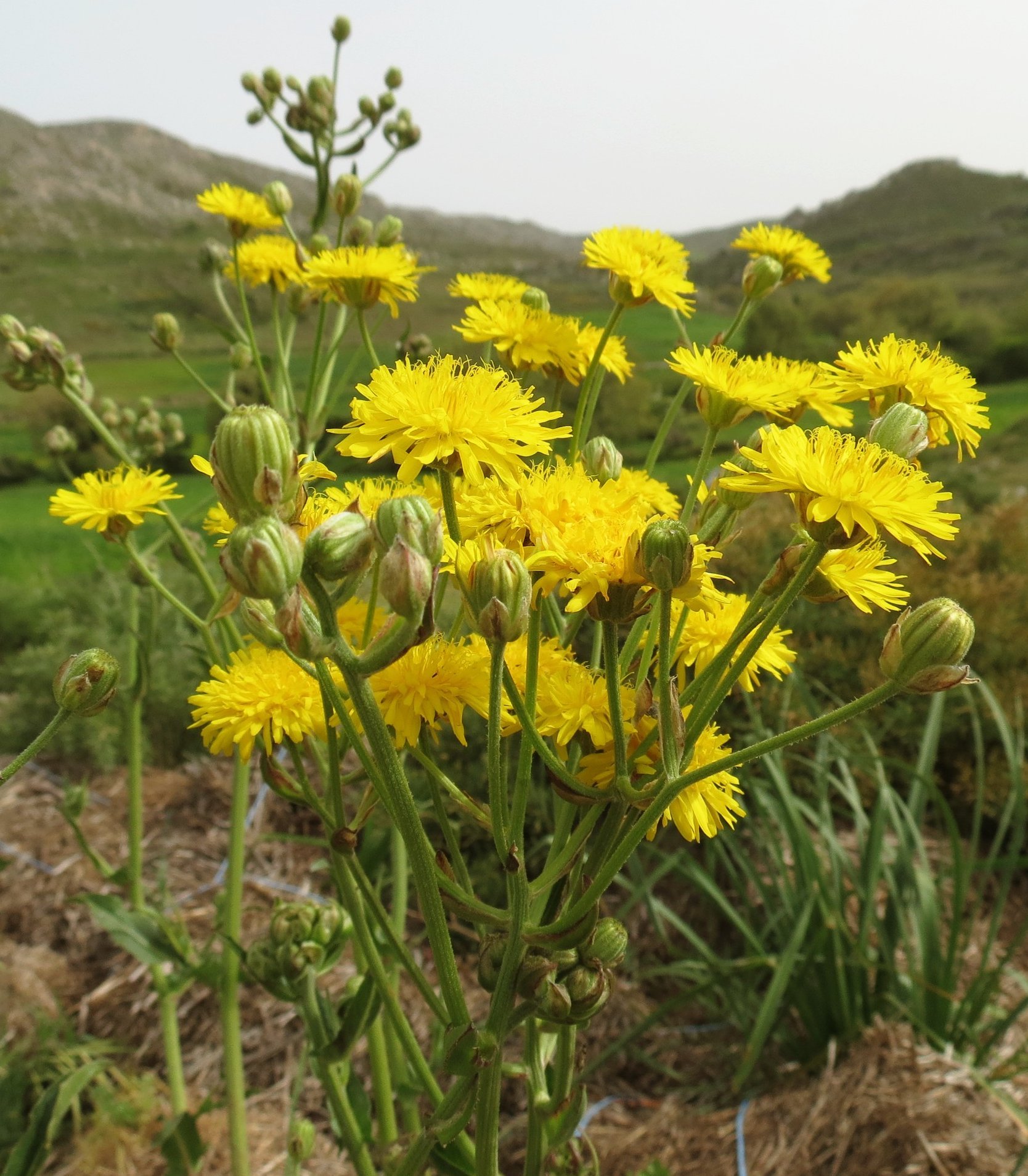 crepis vesicaria subsp vesicaria