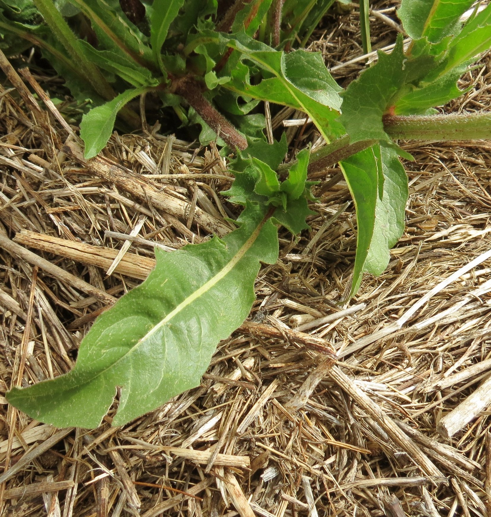 crepis vesicaria subsp vesicaria