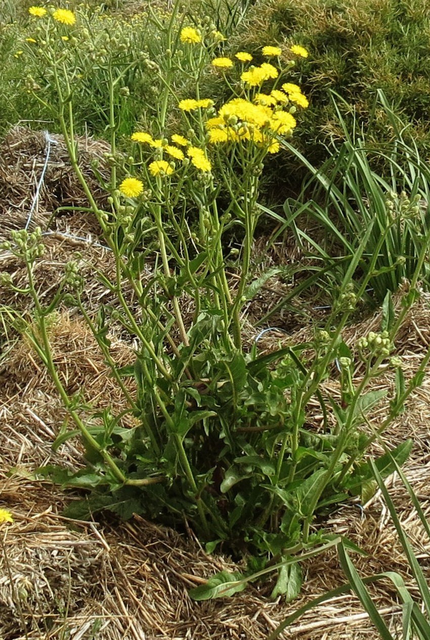 crepis vesicaria subsp vesicaria