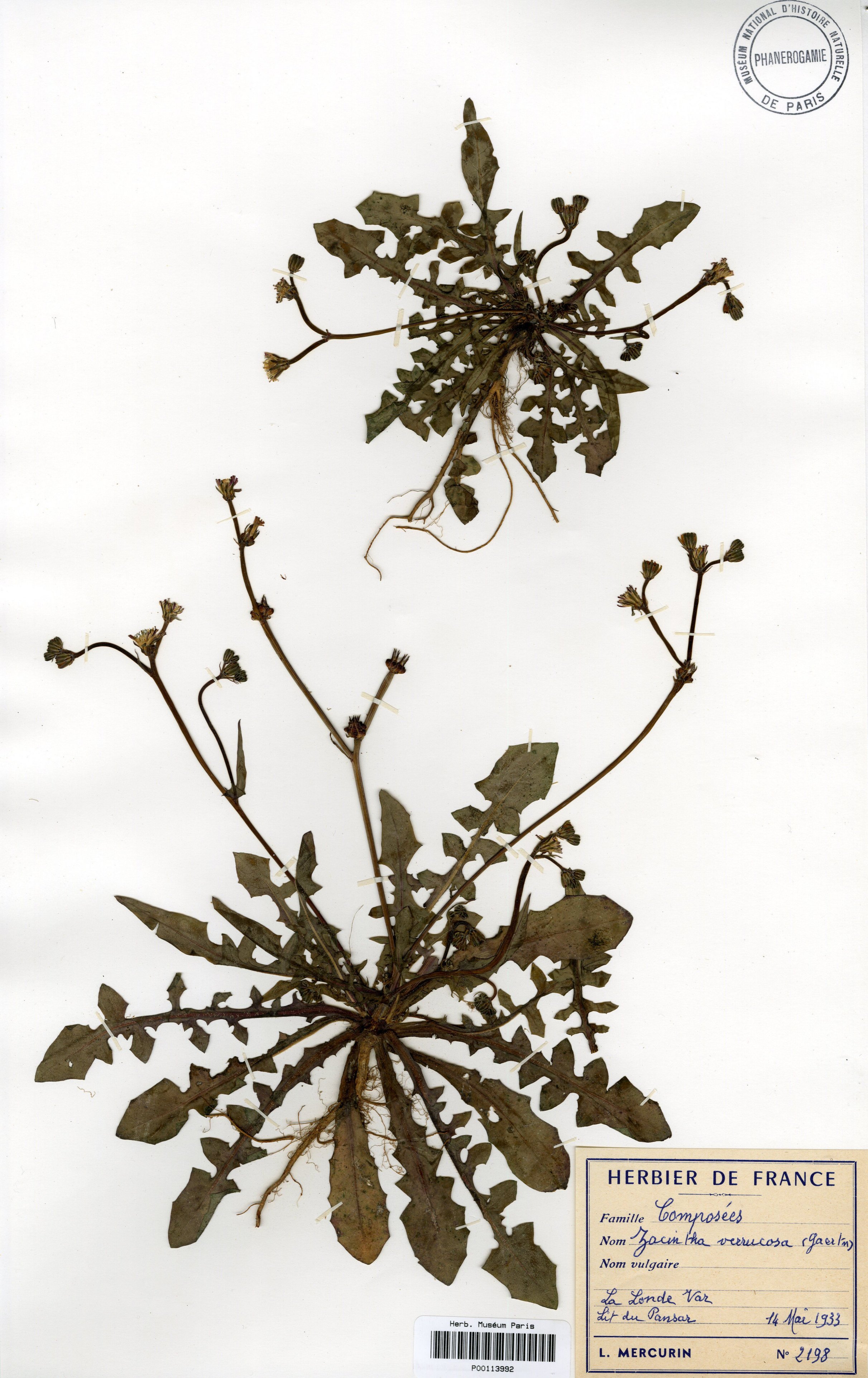 crepis zacintha