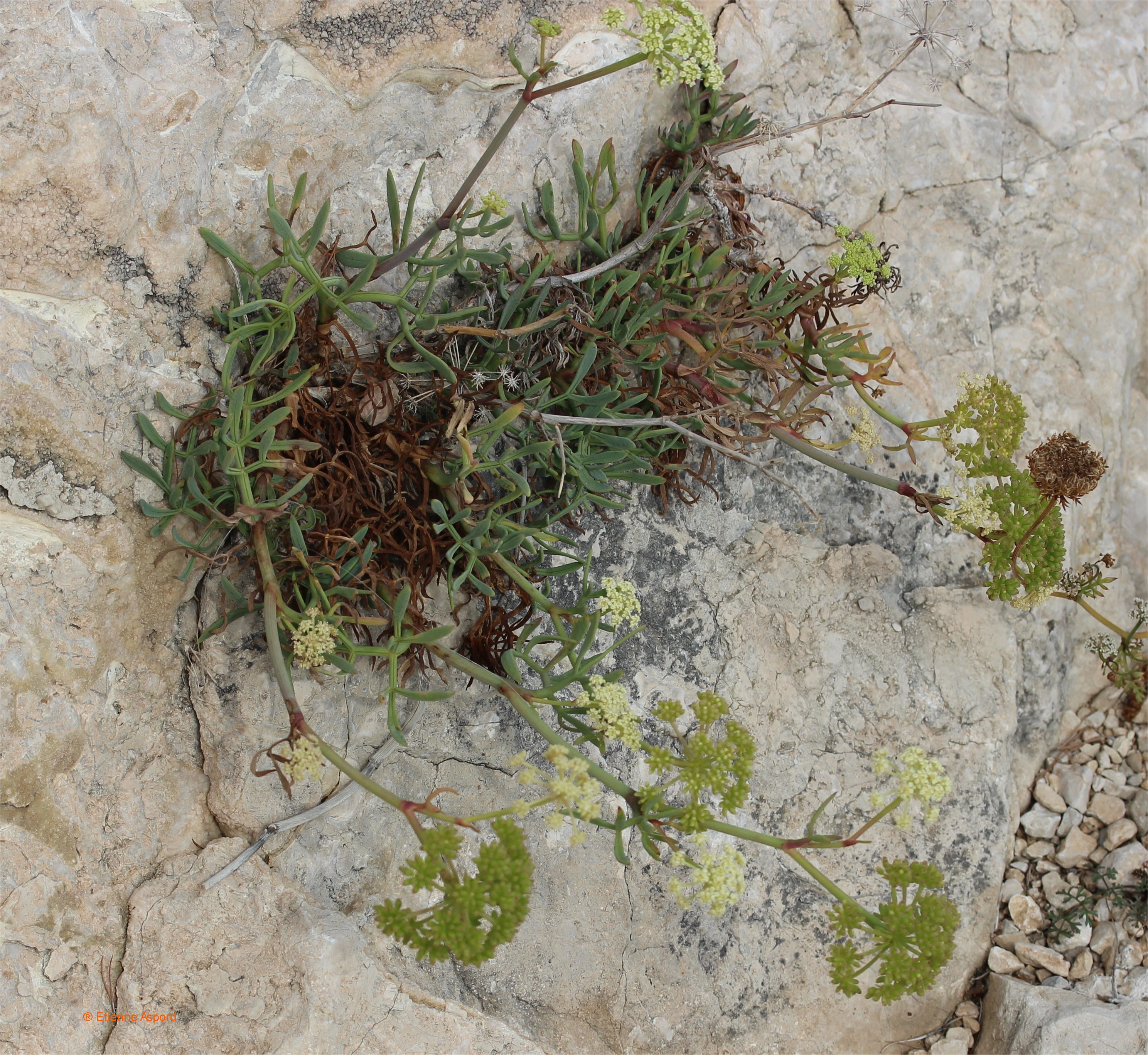 Crithmum maritimumcrithmum maritimum