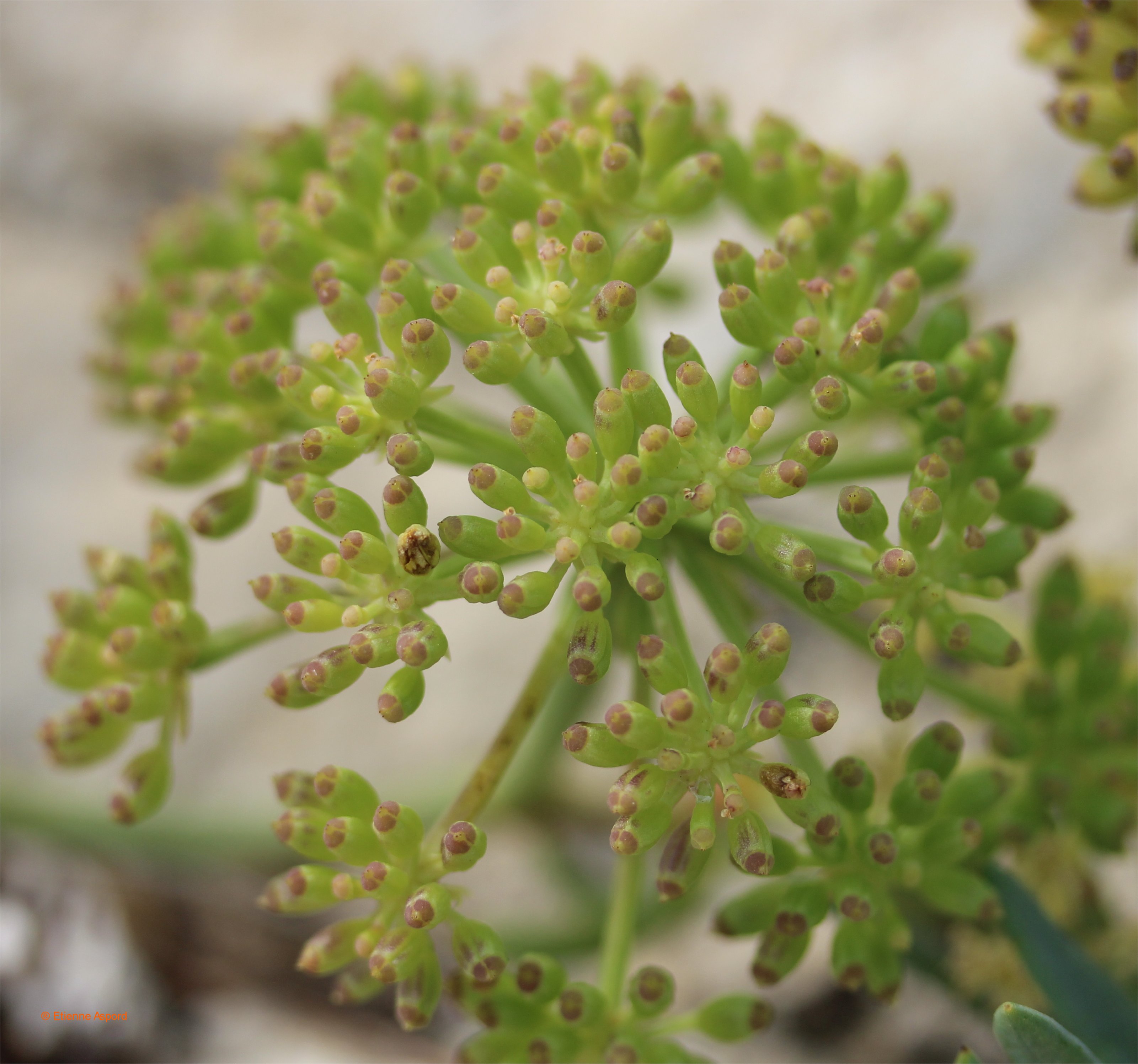 Crithmum maritimumcrithmum maritimum