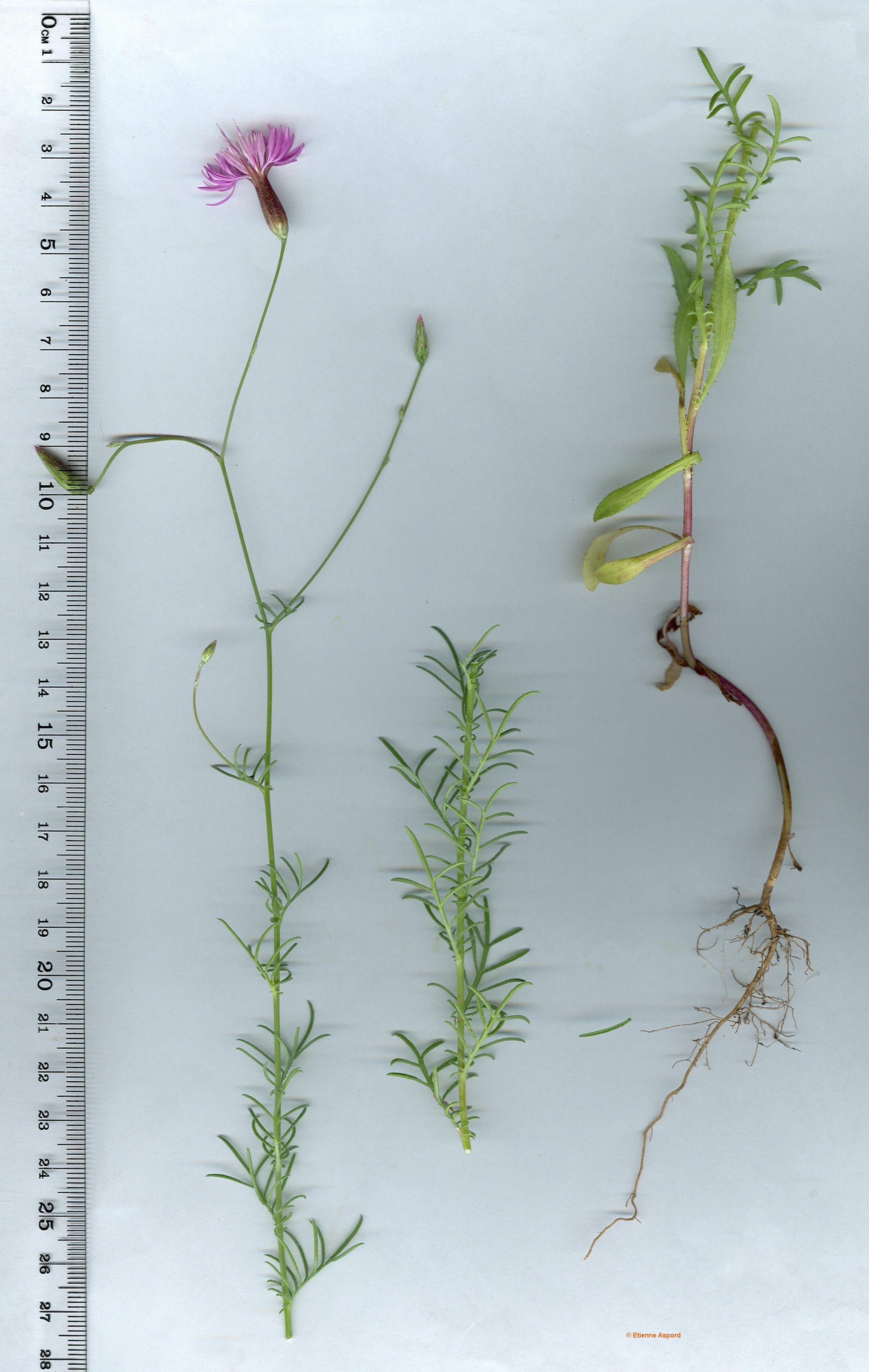Crupina vulgariscrupina vulgaris