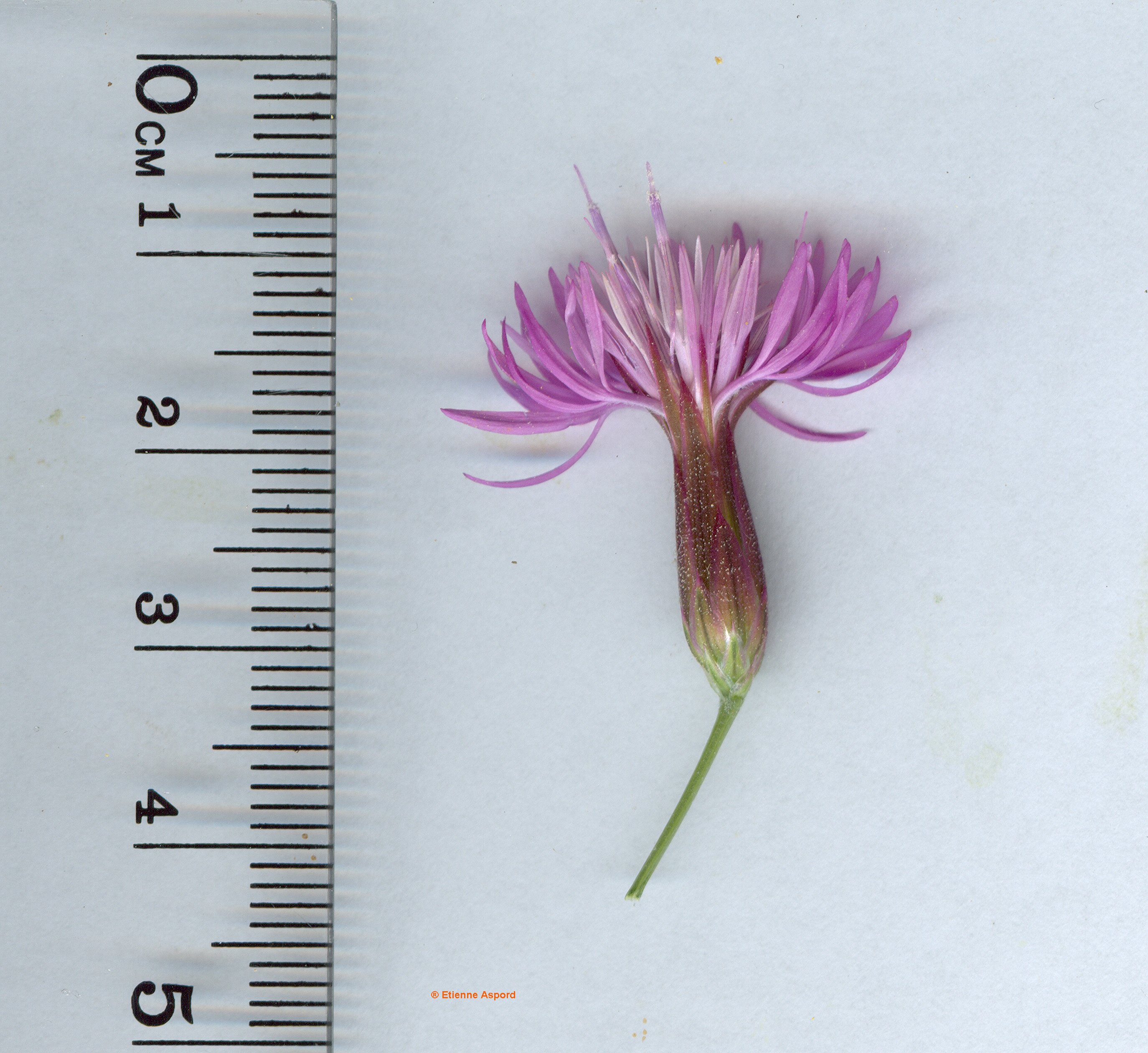 Crupina vulgariscrupina vulgaris