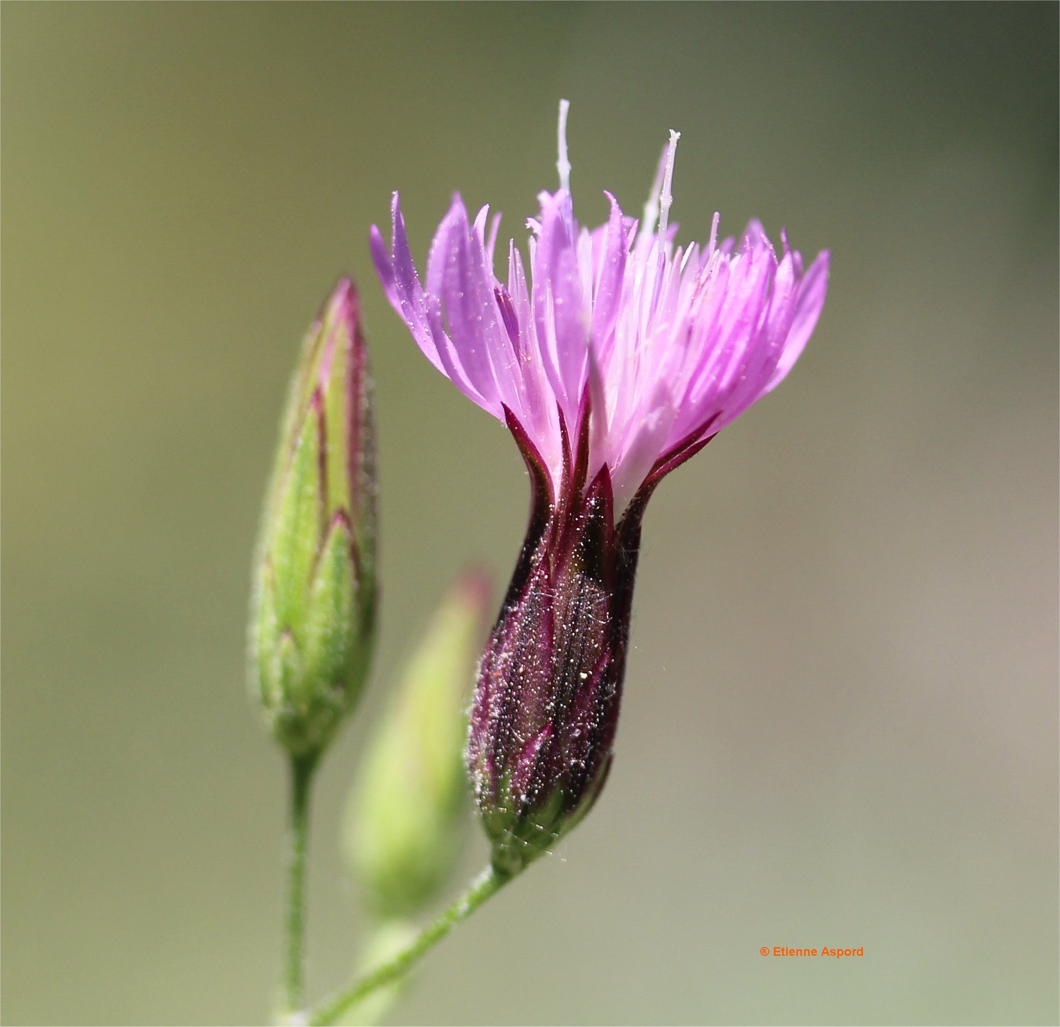 Crupina vulgariscrupina vulgaris