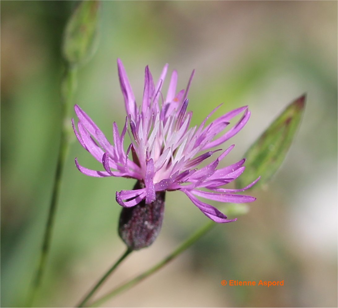 Crupina vulgariscrupina vulgaris