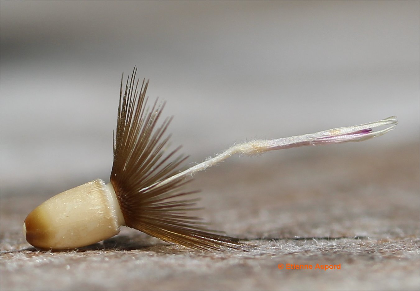 Crupina vulgariscrupina vulgaris