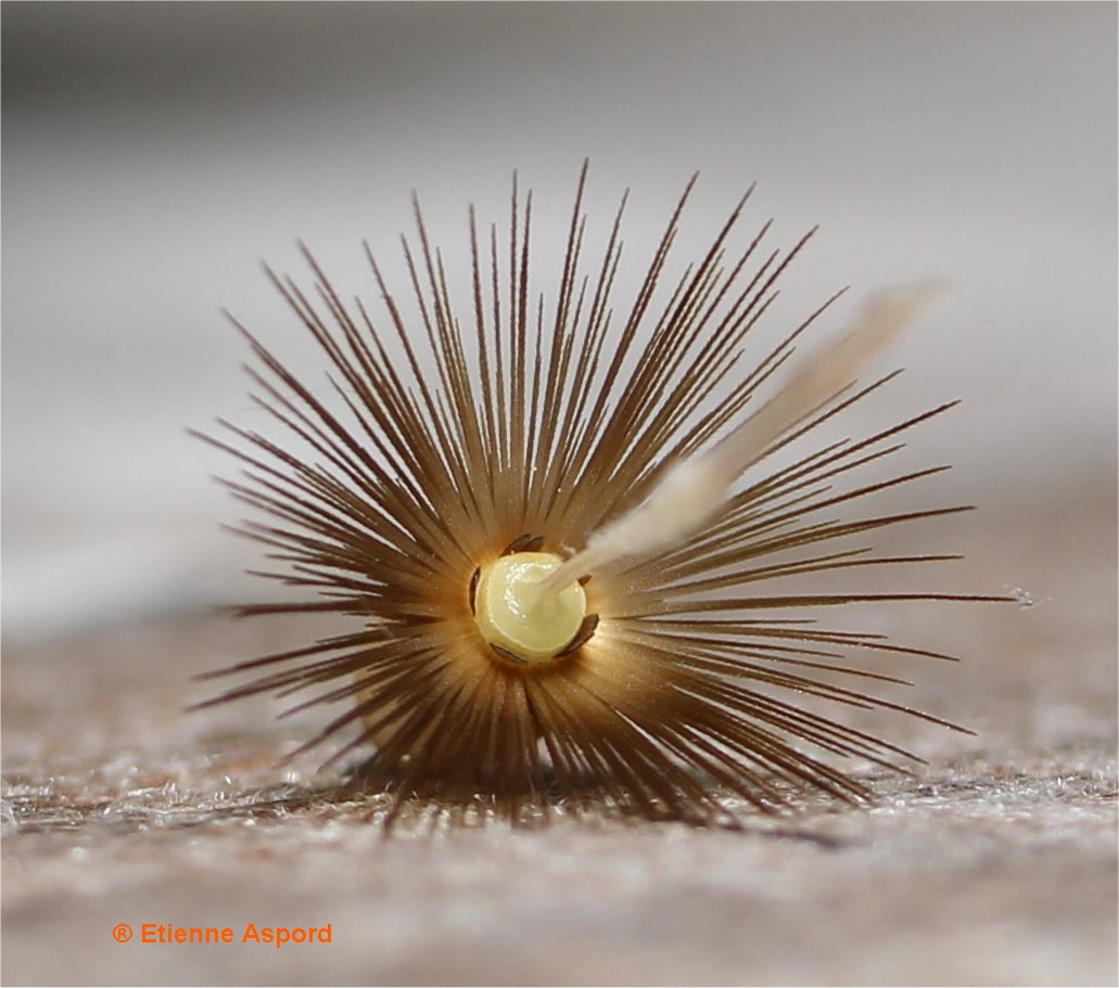 Crupina vulgariscrupina vulgaris