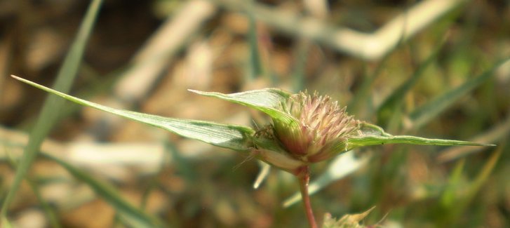crypsis aculeata