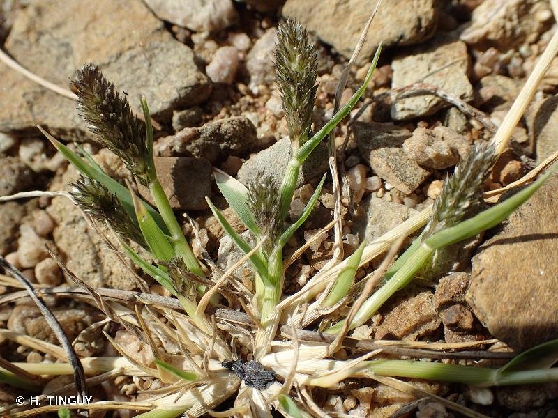 crypsis alopecuroides