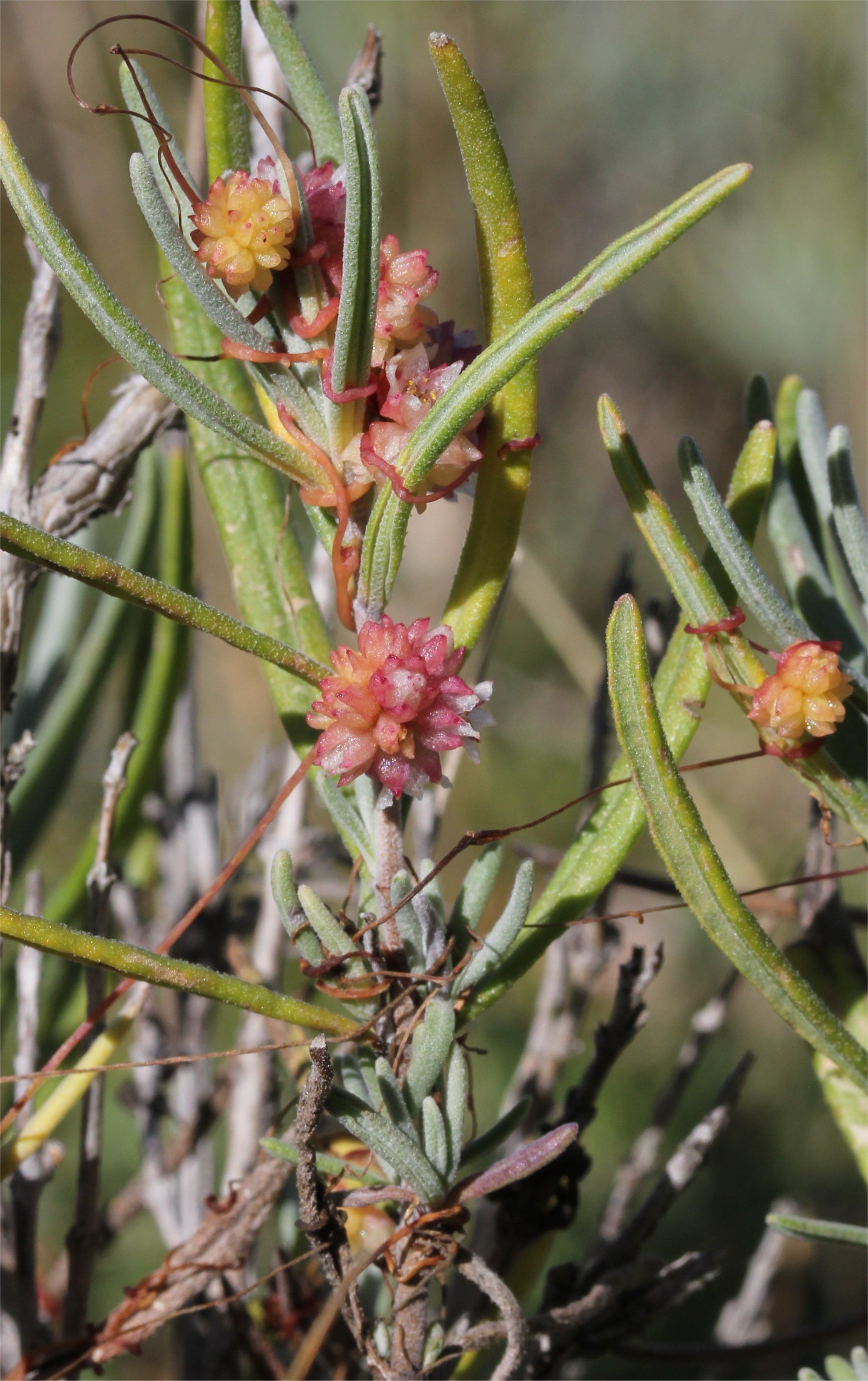 cuscuta planiflora