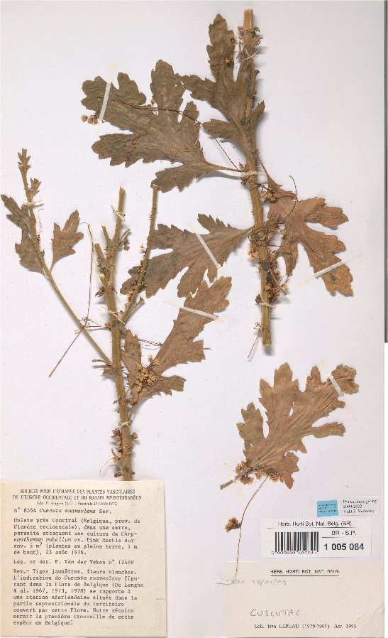 cuscuta suaveolens