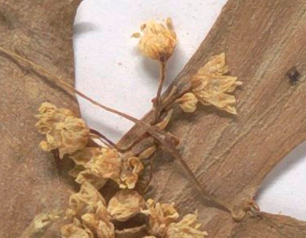 cuscuta suaveolens