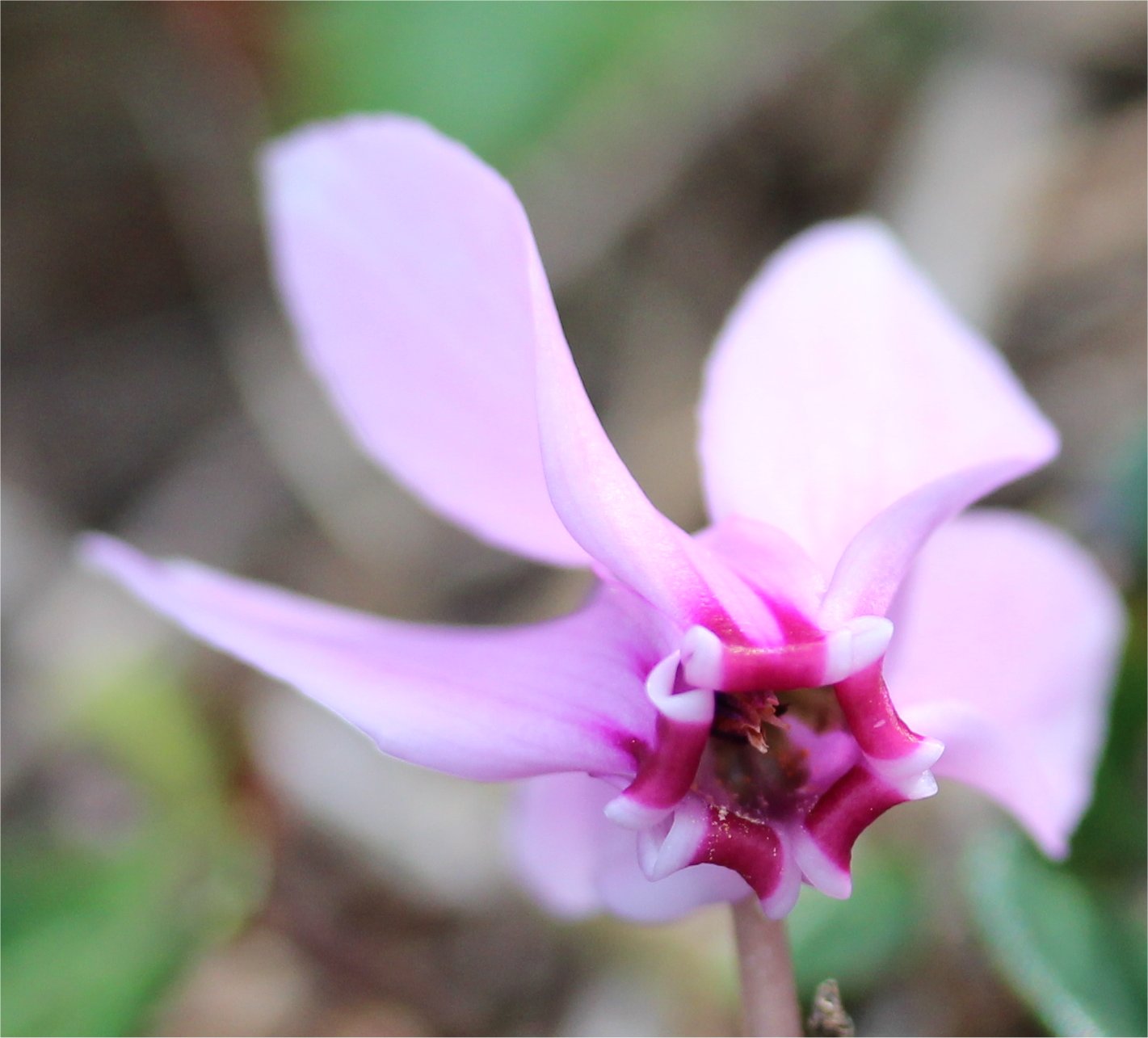 Cyclamen hederifoliumcyclamen hederifolium