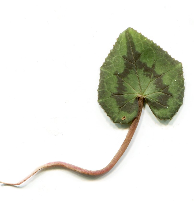 Cyclamen hederifoliumcyclamen hederifolium