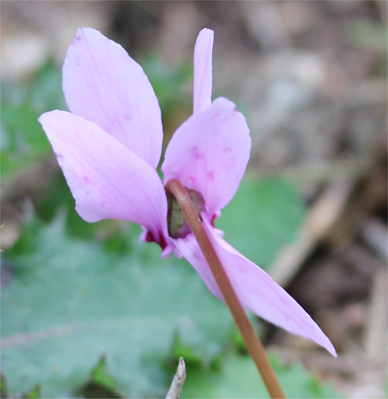 Cyclamen hederifoliumcyclamen hederifolium