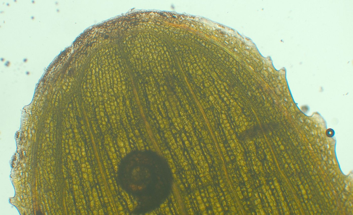 Cymodocea nodosa