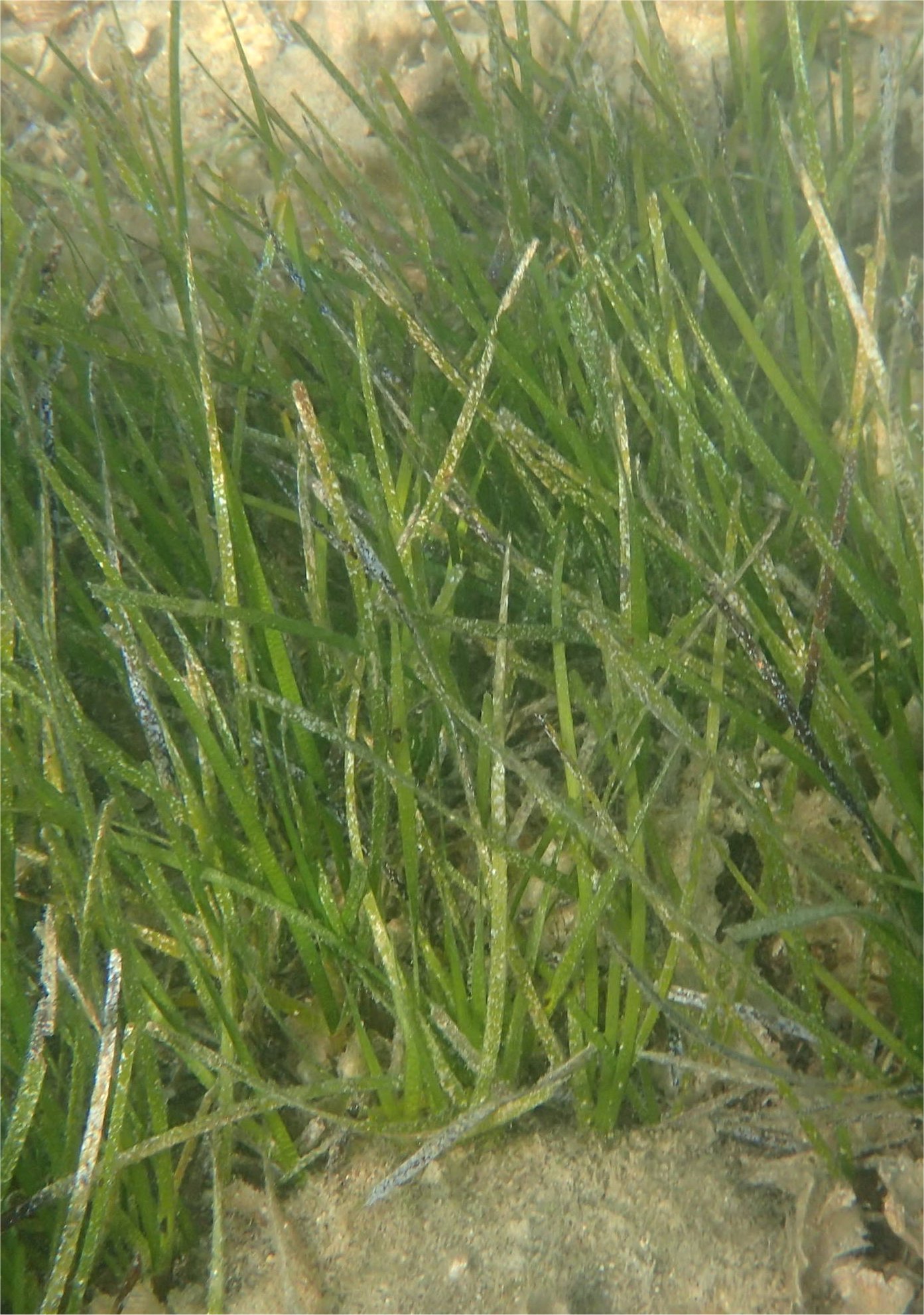 Cymodocea nodosa