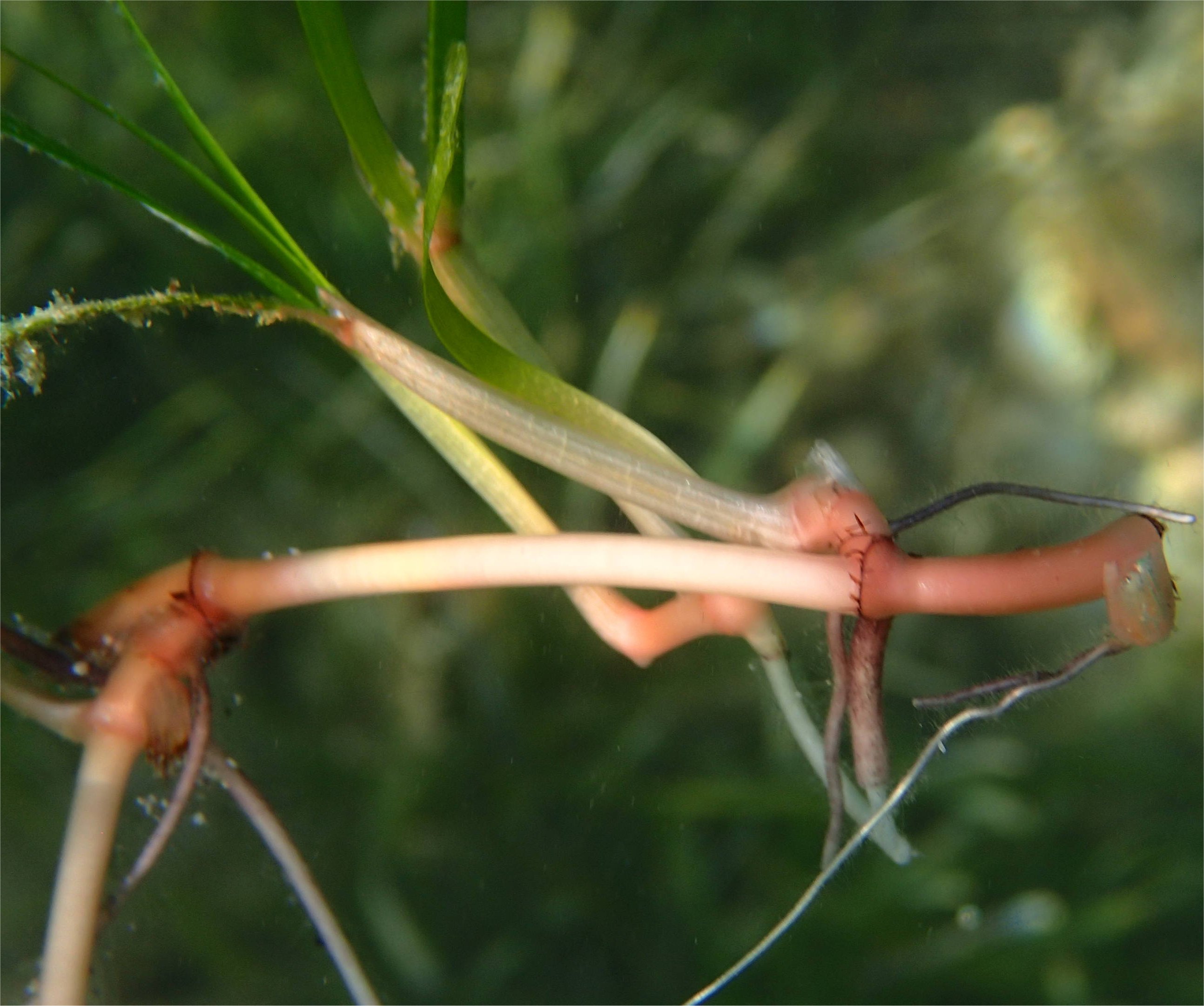 Cymodocea nodosa