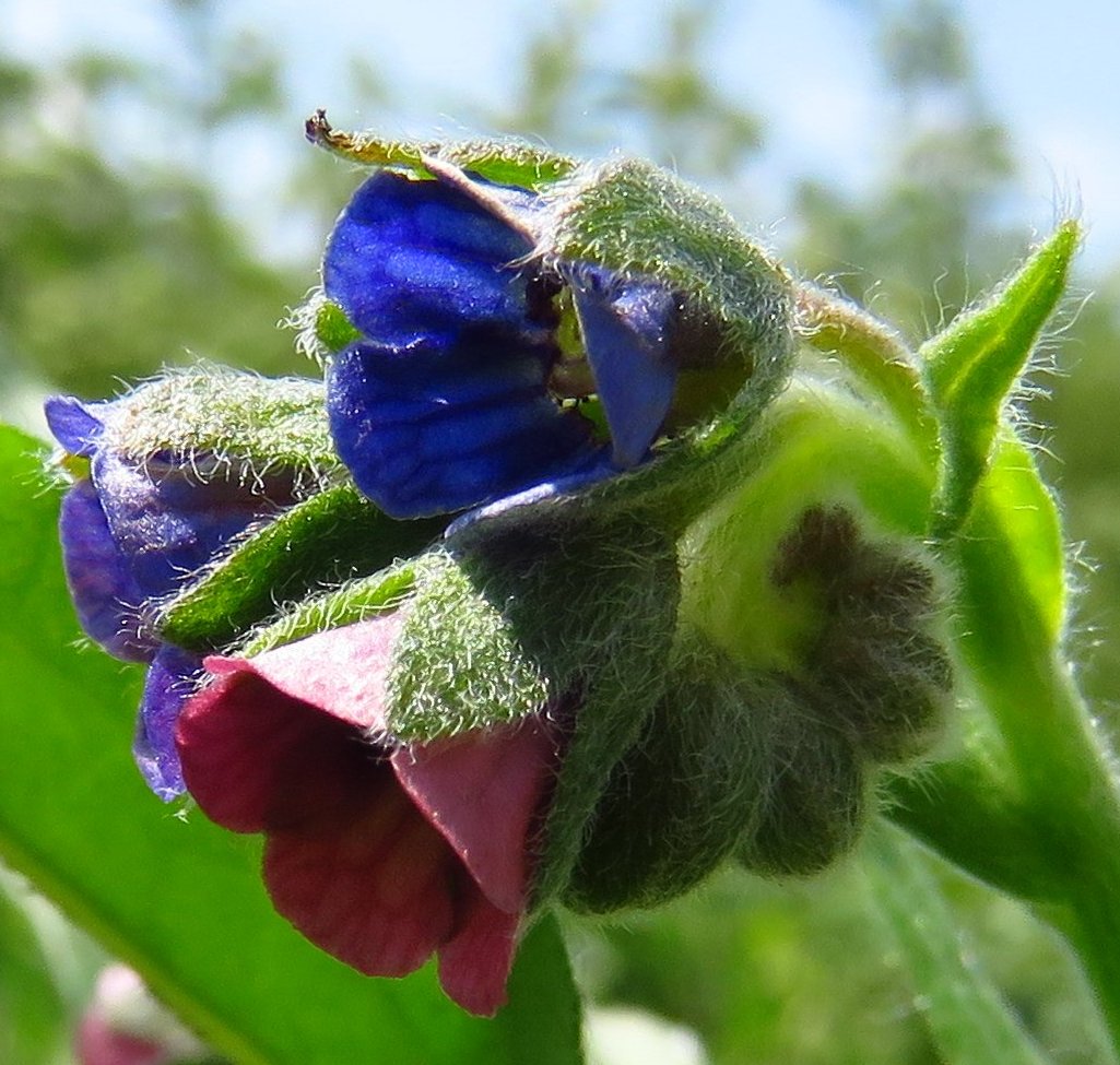 cynoglossum dioscoridis