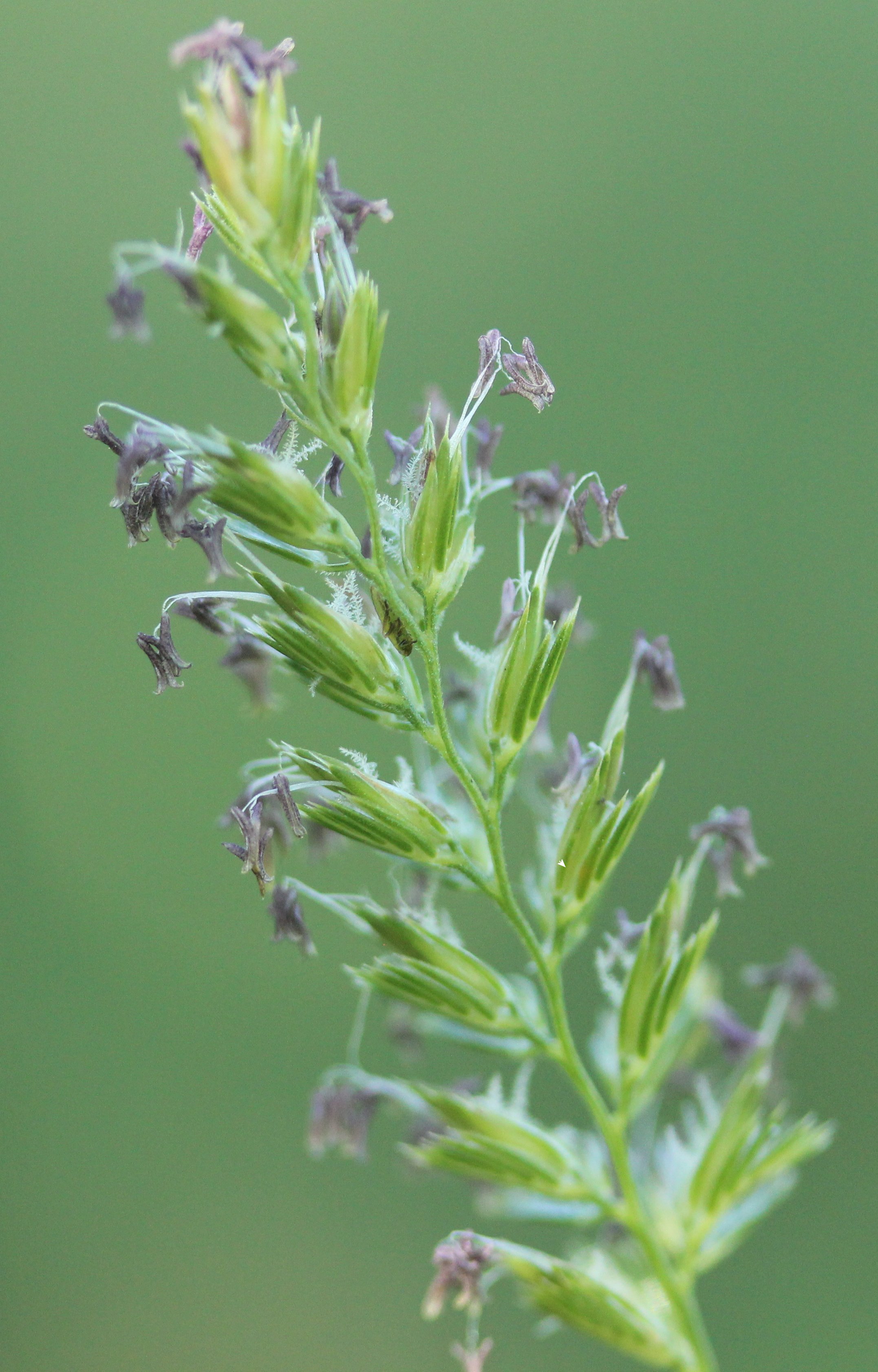 cynosurus cristatus