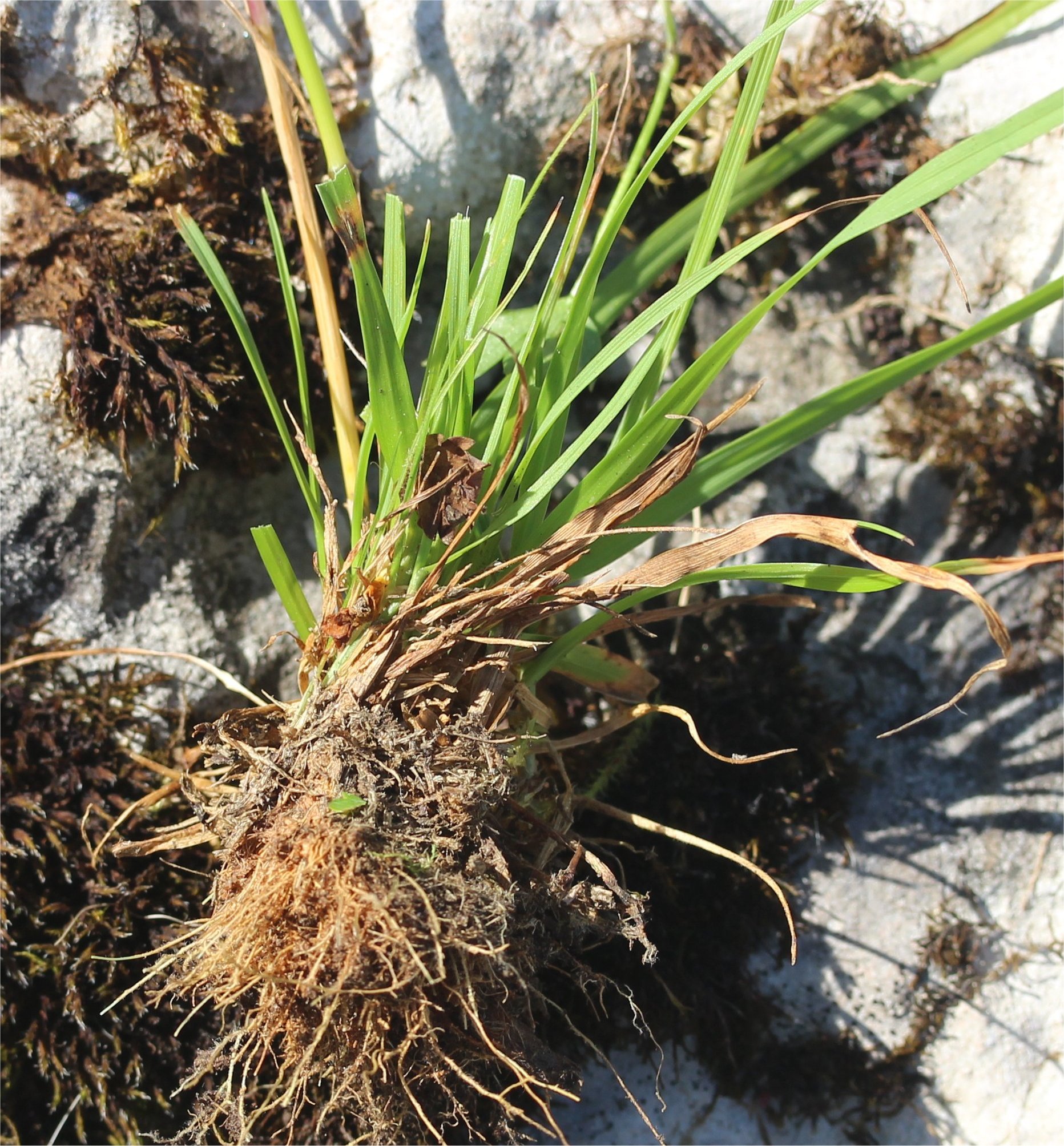 cynosurus cristatus