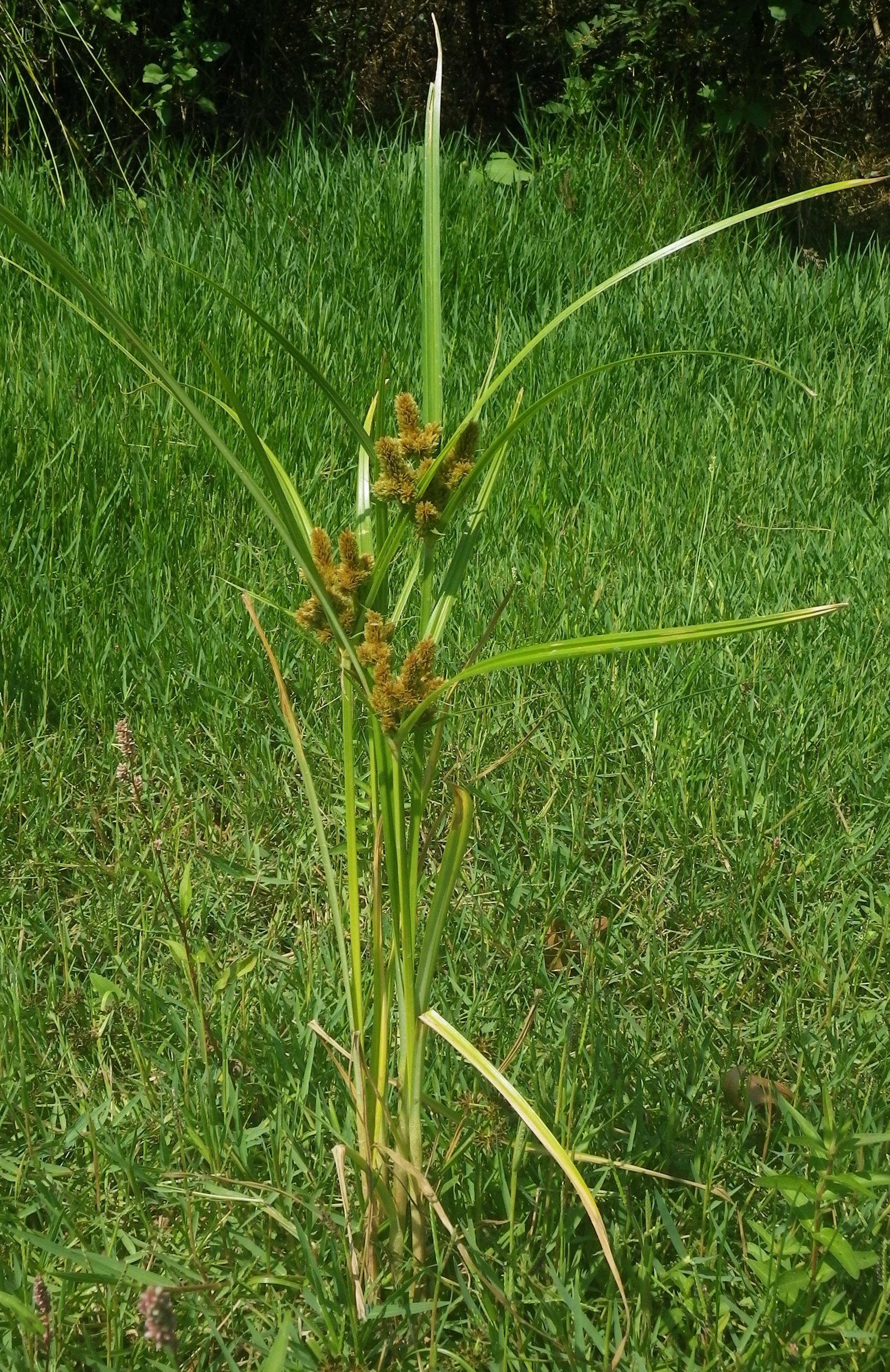 cyperus glomeratus