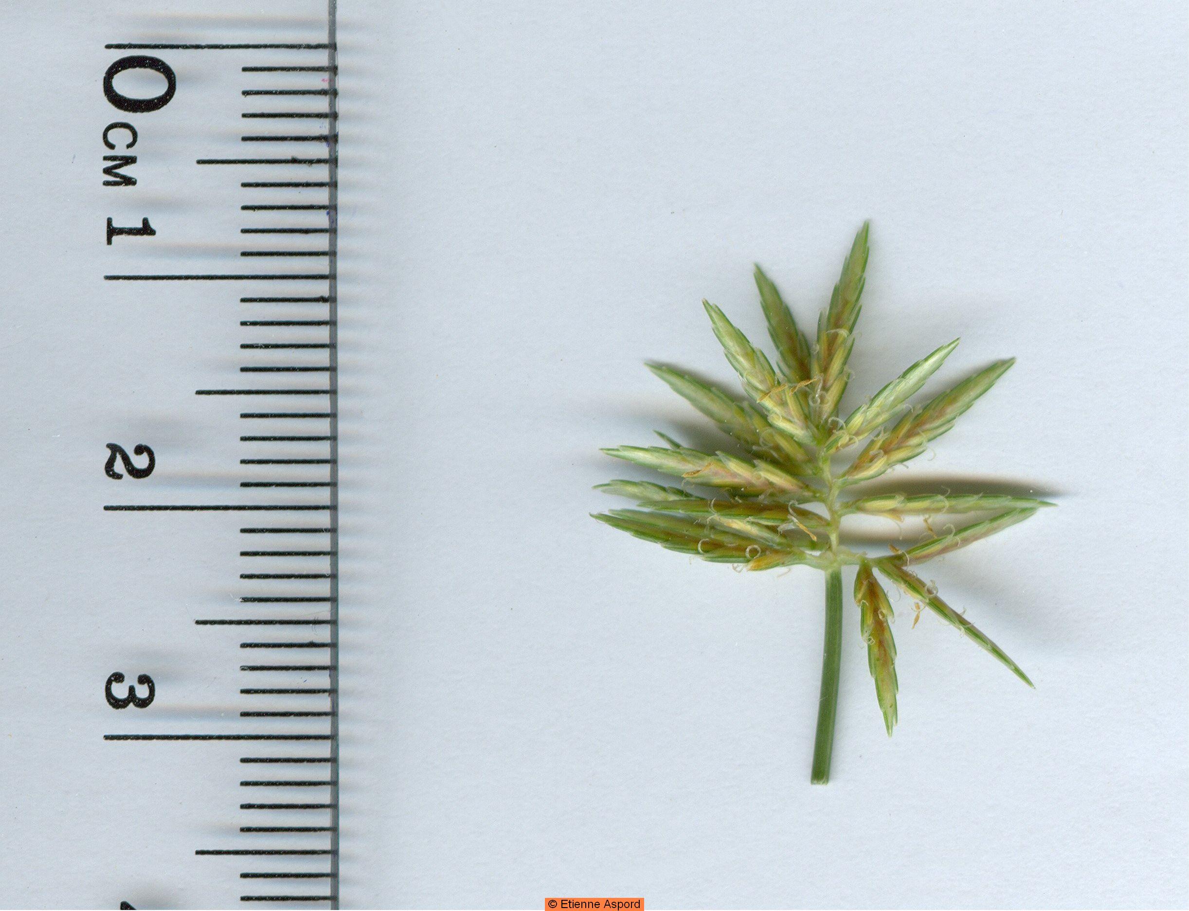 cyperus longus