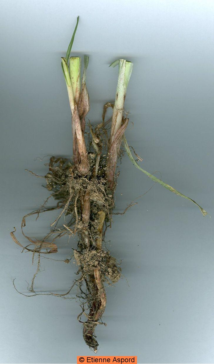 cyperus longus