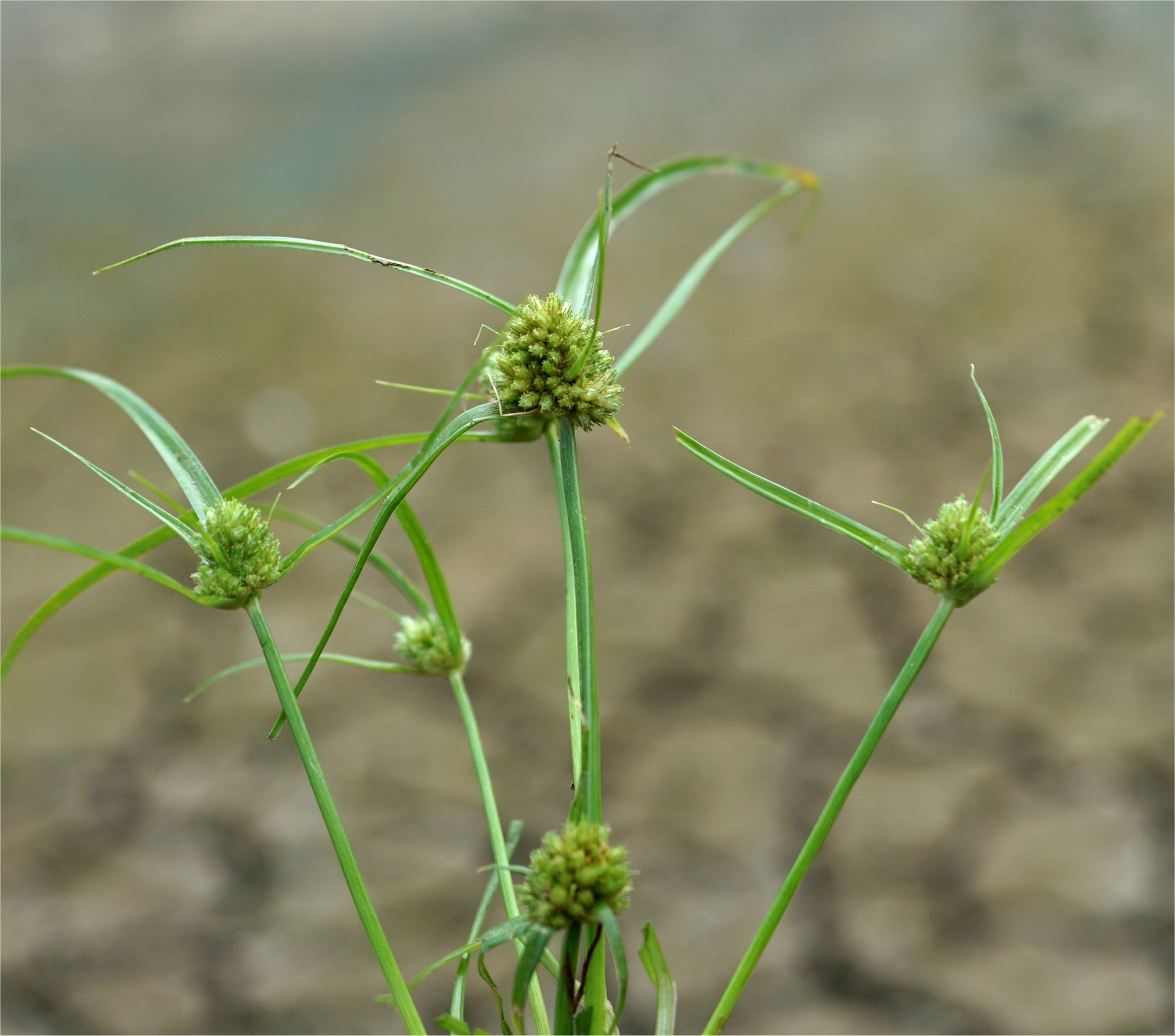 cyperus michelianus