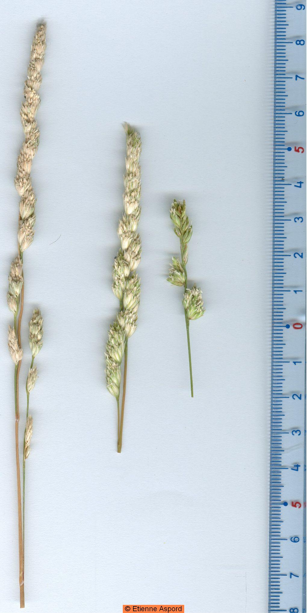 dactylis glomerata