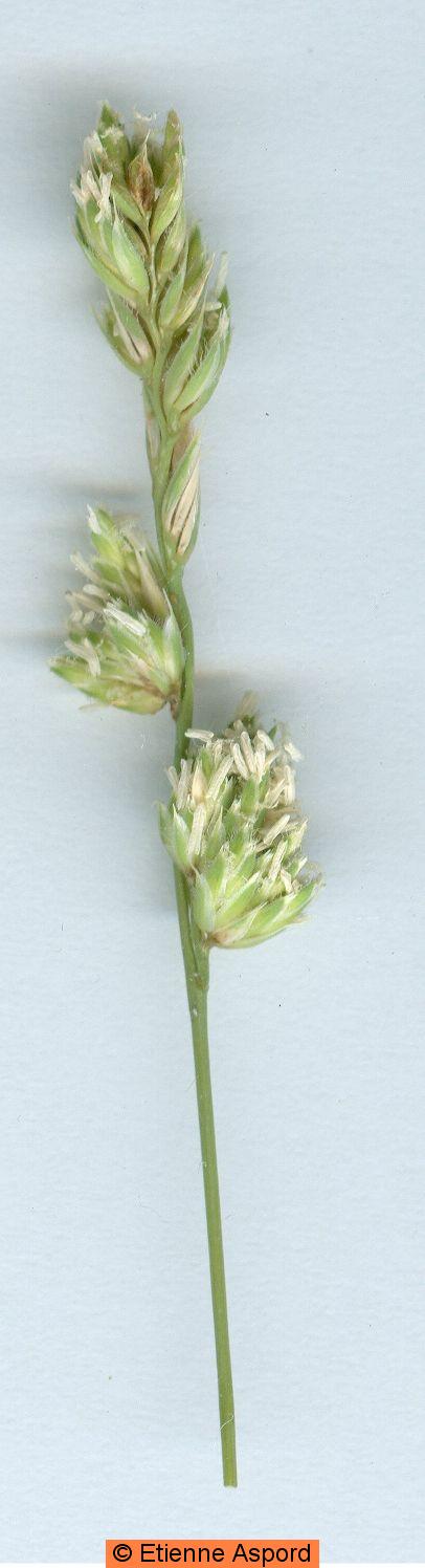 dactylis glomerata