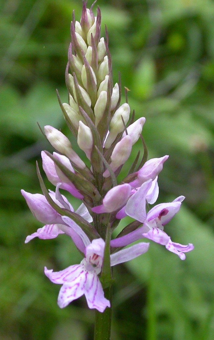 dactylorhiza fuchsii