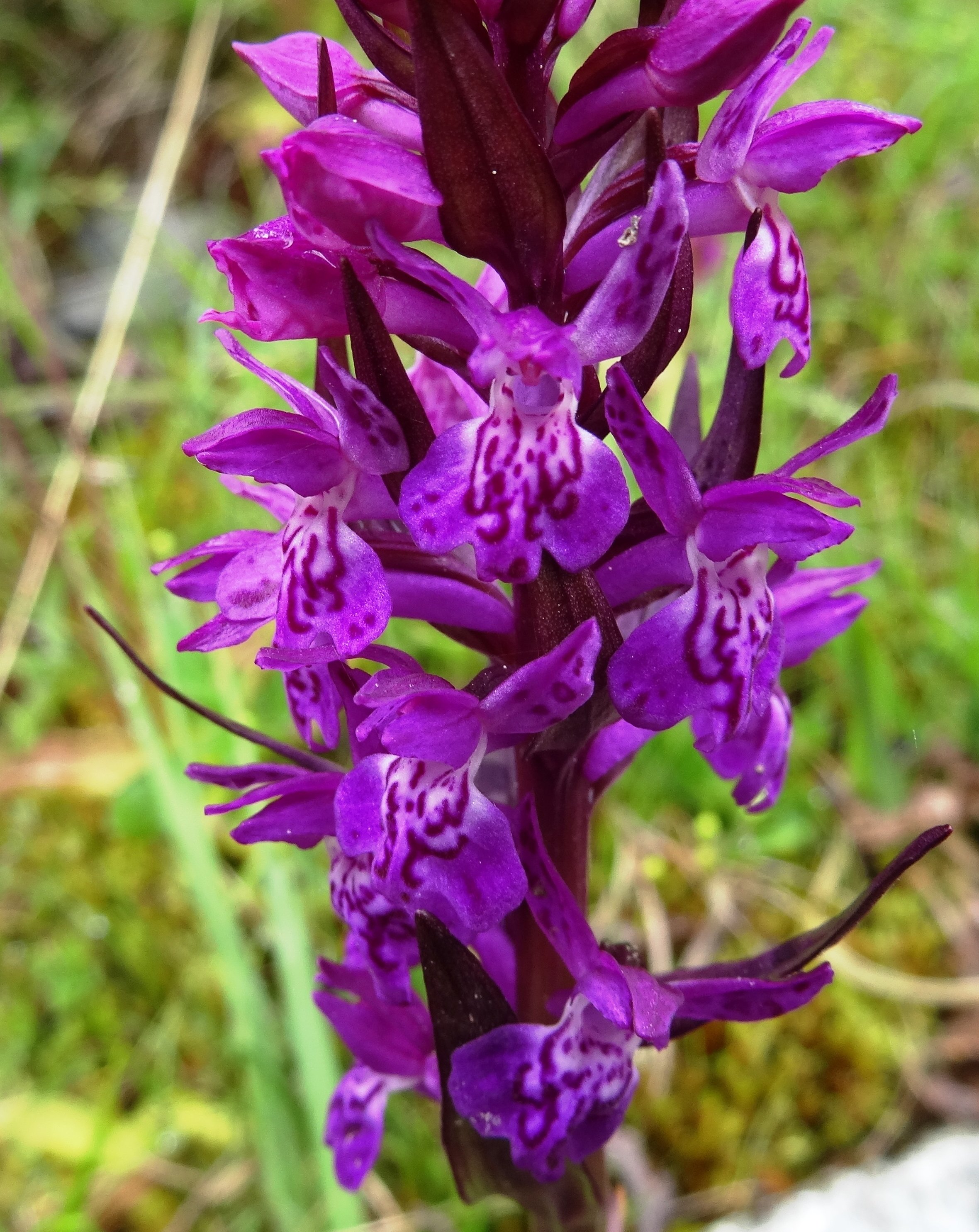 dactylorhiza maculata